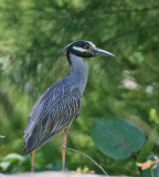 Yellow-crowned Night-Heron