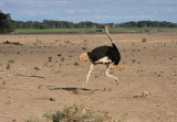 Common Ostrich (Masai)