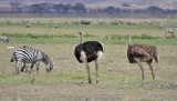 Common Ostrich (Masai)