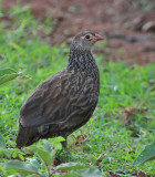 Scaly Francolin