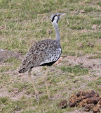 Hartlaubs Bustard