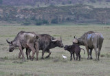 African Buffalo