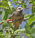 White-headed Mousebird