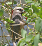 White-headed Mousebird