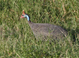 Helmeted Guineafowl (Reichenows)