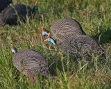 Helmeted Guineafowl (Reichenows)