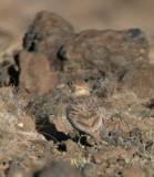 Fischers Sparrow-Lark