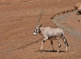 Beisa Oryx