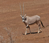 Beisa Oryx