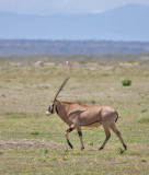 Fringe-eared Oryx