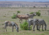 Fringe-eared Oryx