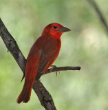 Summer Tanager