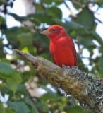 Summer Tanager