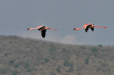 Lesser Flamingo