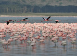 Lesser Flamingo