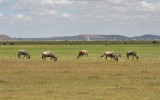 Blue Wildebeest