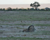 Blue Wildebeest