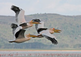 Great White Pelican