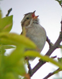 Clay-colored Sparrow