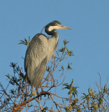 Black-headed Heron