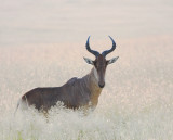 Hartebeest