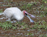 African Spoonbill