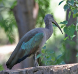 Hadada Ibis