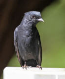 Southern Black-Flycatcher