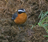 White-browed Robin-Chat or Rueppell's Robin-Chat