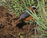 Rueppells Robin-Chat or White-browed Robin-Chat