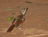 Spotted Morning-Thrush