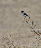 African Stonechat