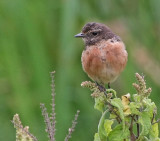 African Stonechat