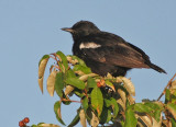 Sooty Chat