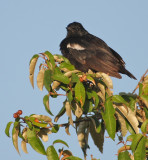 Sooty Chat