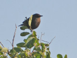 Sooty Chat