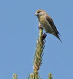 Red Crossbill