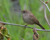 House Wren