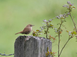 House Wren