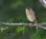 House Wren