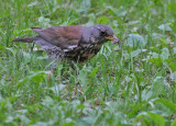 Fieldfare