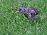 Fieldfare