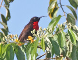 Scarlet-chested Sunbird