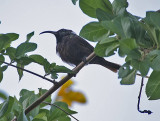 Bronze Sunbird