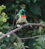 Eastern Double-collared Sunbird