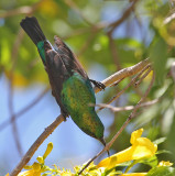 Mariqua Sunbird