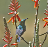 Mariqua Sunbird