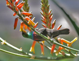 Mariqua Sunbird