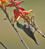 Mariqua Sunbird