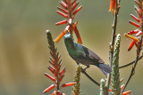 Mariqua Sunbird